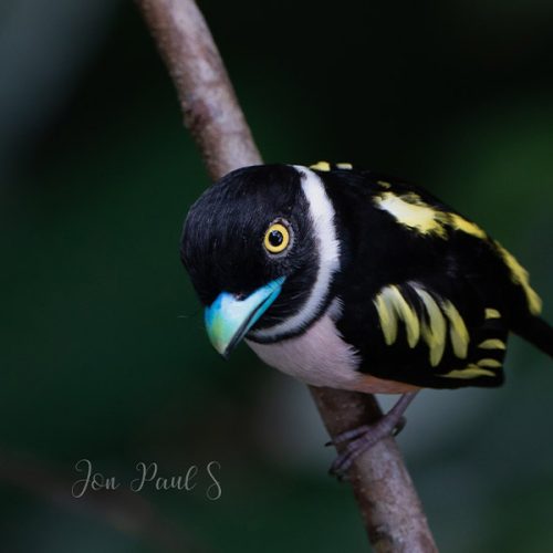 6 Days Sabah Highland Birdwatching Tour – Tambunan & Kinabalu Park