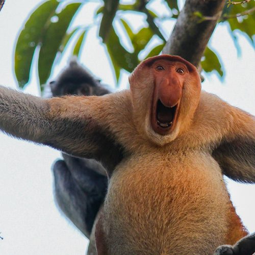 11 Days Ultimate Sabah Birdwatching Tour – Kinabalu, Sepilok & Kinabatangan
