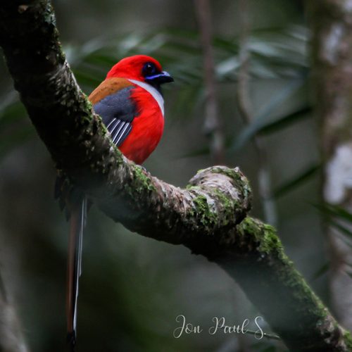 21 Days Ultimate Borneo Bird Photography Expedition – Sabah Rainforest & Wildlife