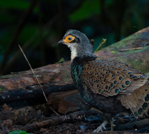 14 Days Ultimate Sabah Birdwatching Tour – Kinabalu, Kinabatangan & Danum Valley